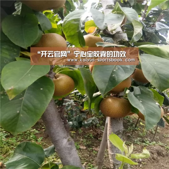 “开云官网”宁心宝胶囊的功效(图2) 开云首页