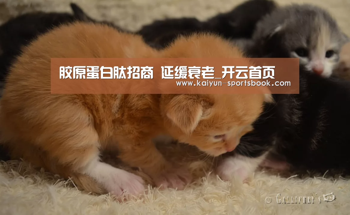 胶原蛋白肽招商 延缓衰老_开云首页(图2) 开云体育