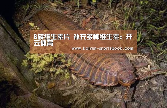 B族维生素片 补充多种维生素:开云体育(图1) 开云体育